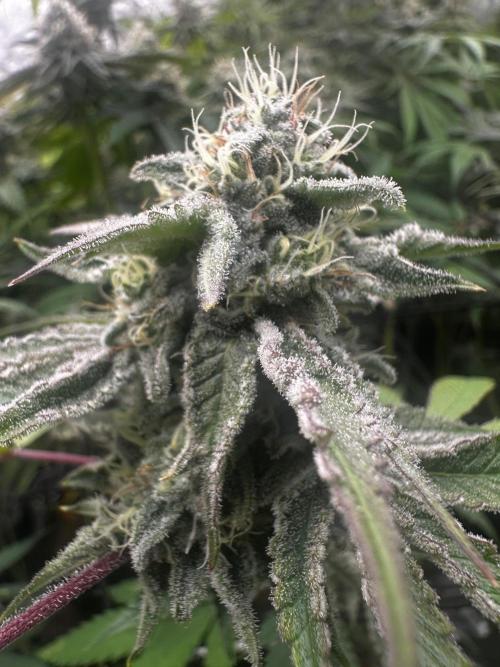 Going for the gusto. Week 13 - Drip City 
Plant 1