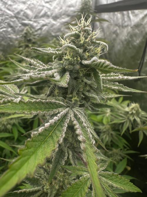 Going for the gusto. Week 13 - Dynamite Diesel