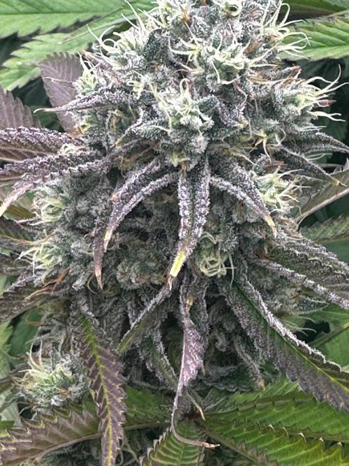 Going for the gusto. Week 13 - Drip City Plant 3