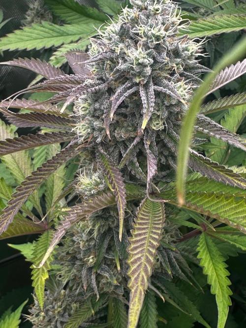 Going for the gusto. Week 13 - Gelato 44
