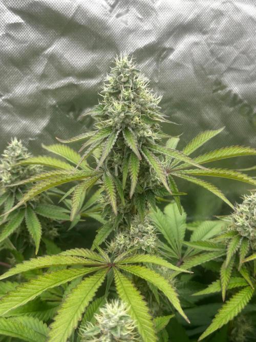 Going for the gusto. Week 13 - Gary Payton S1 
Plant 2