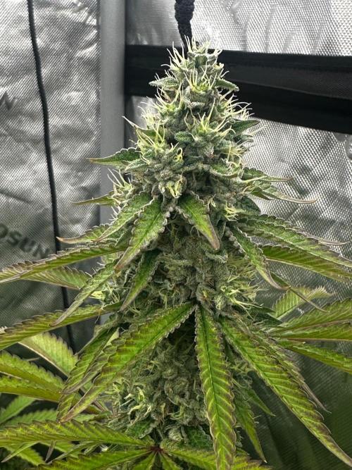 Going for the gusto. Week 13 - Chem91 SK VA
