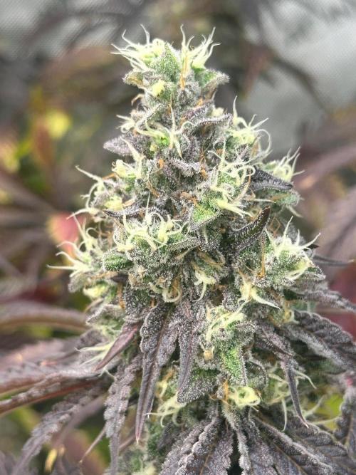 Going for the gusto. Week 14 - Gelato44 p1