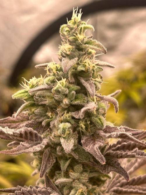 Going for the gusto. Week 14 - Drip City p1