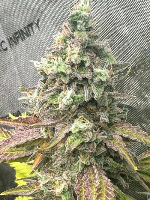 Going for the gusto. Week 14 - Gelato44 p2
