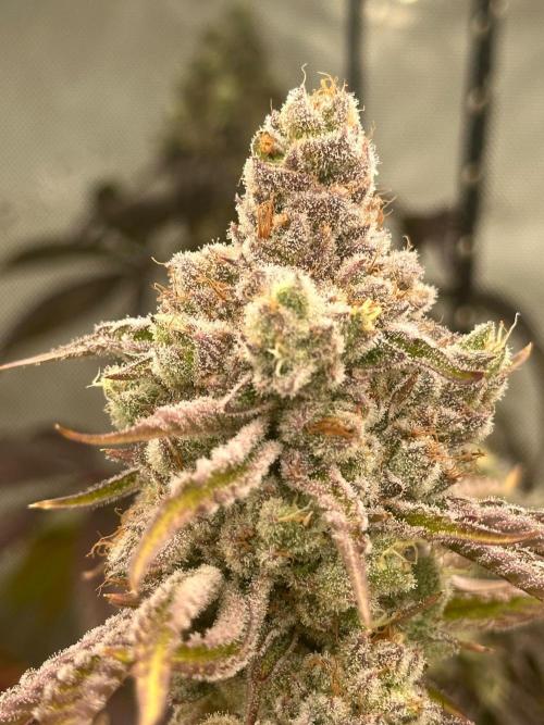 Going for the gusto. Week 14 - Drip City p2