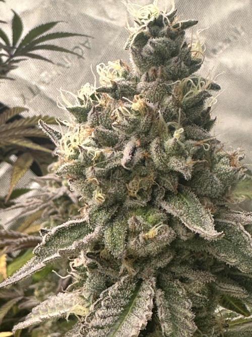 Going for the gusto. Week 14 - Dynamite Diesel p2
