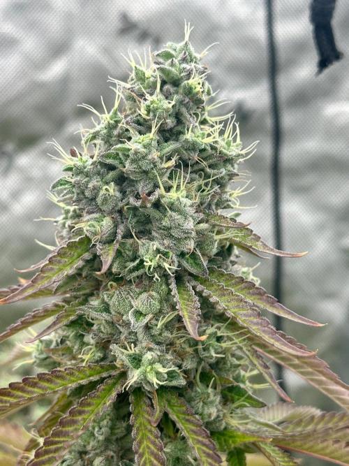 Going for the gusto. Week 14 - Chem91 SKVA