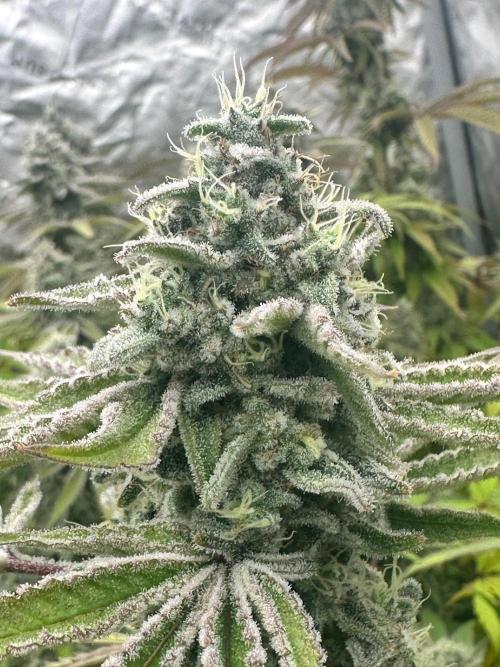 Going for the gusto. Week 14 - Drip City p3