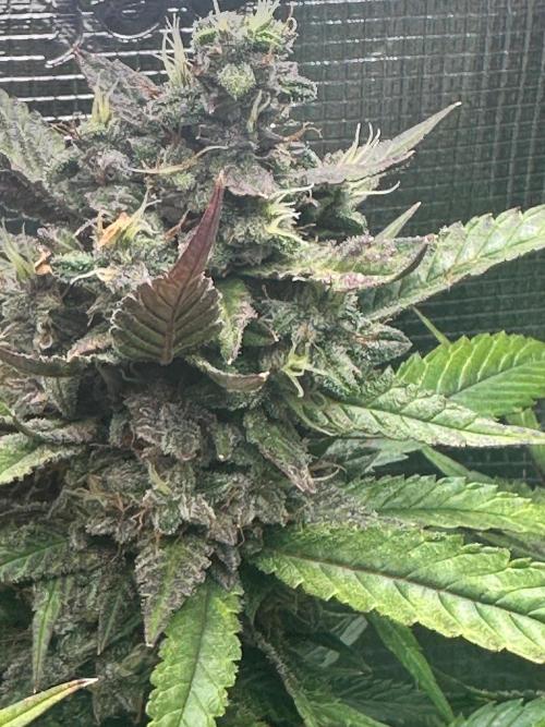 My First Auto. Week 11