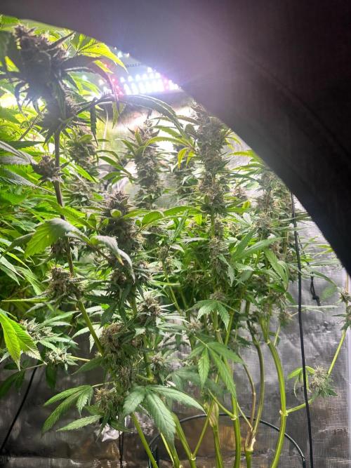My First Auto. Week 11