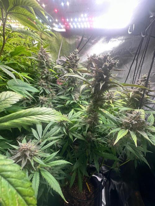 My First Auto. Week 11