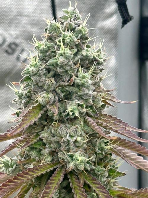 Going for the gusto. Week 15 - Chem 91 SKVA