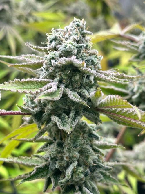 Going for the gusto. Week 15 - Drip City p2
