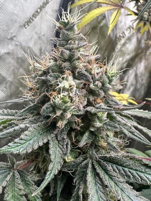 Going for the gusto. Week 15 - Dynamite Diesel p1