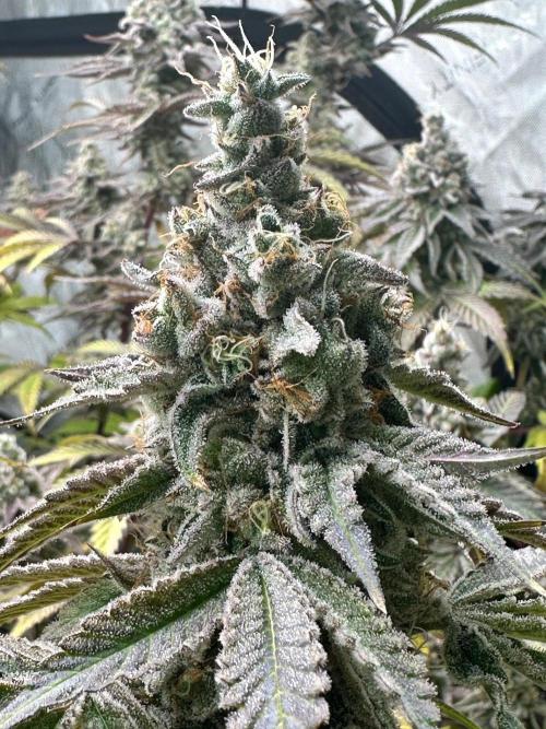Going for the gusto. Week 15 - Dynamite Diesel p2