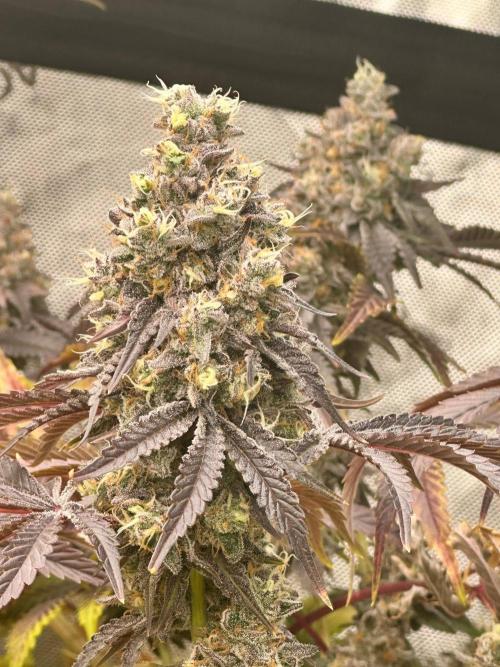Going for the gusto. Week 15 - Gelato44 p1