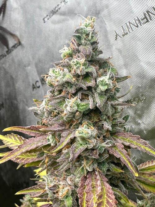 Going for the gusto. Week 15 - Gelato44 p2