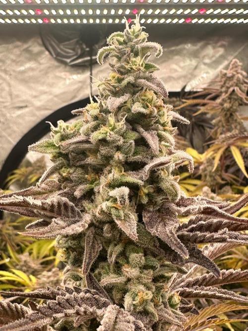 Going for the gusto. Week 15 - Drip City p3