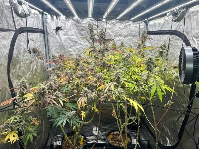 Going for the gusto. Week 15
