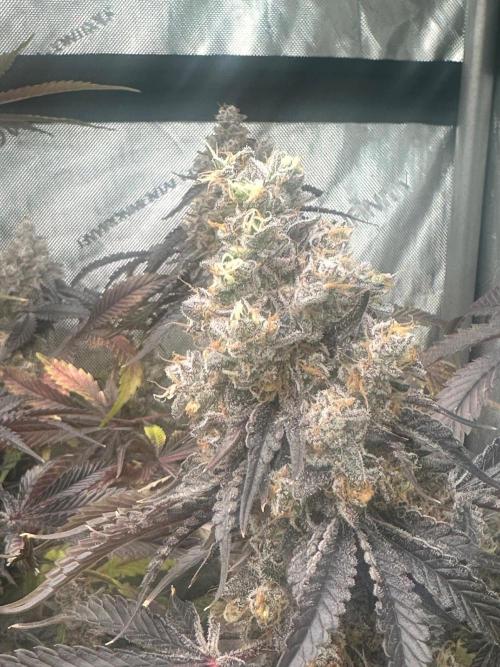 Going for the gusto. Week 16 - Gelato44 p1