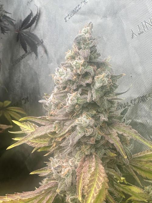 Going for the gusto. Week 16 - Gelato44 p2
