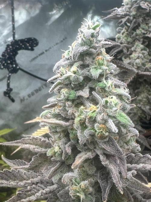 Going for the gusto. Week 16 - Drip City p3