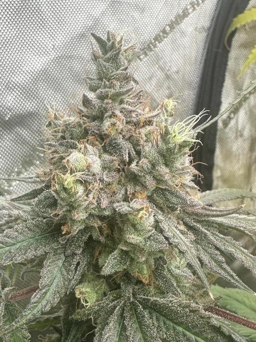 Going for the gusto. Week 16 - Dynamite Diesel p1