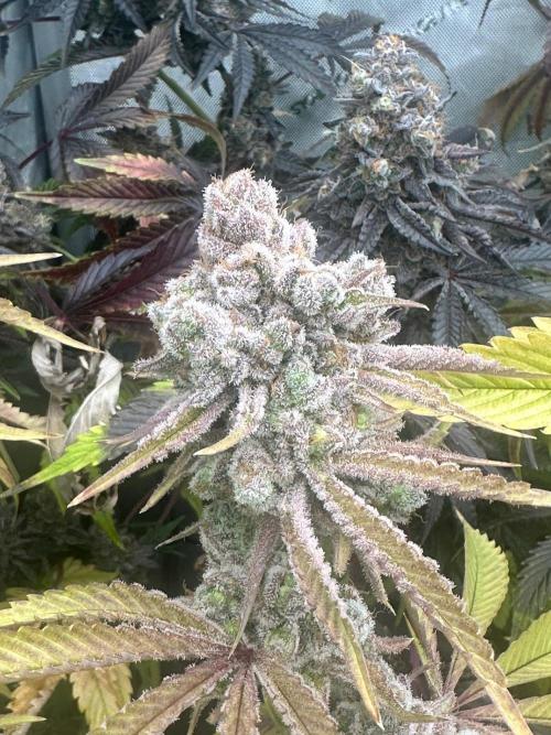 Going for the gusto. Week 16 - Drip City p1