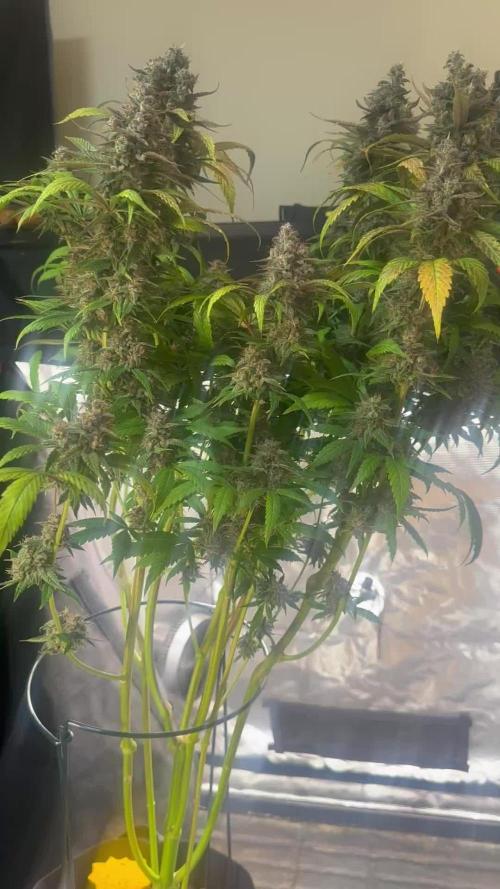 My First Auto