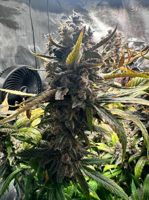 My First Auto. Week 14