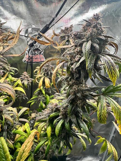 My First Auto. Week 14