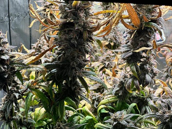 My First Auto. Week 15