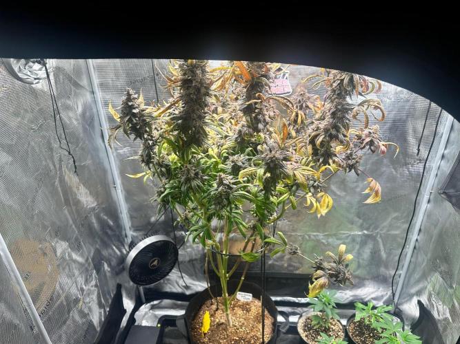 My First Auto. Week 15
