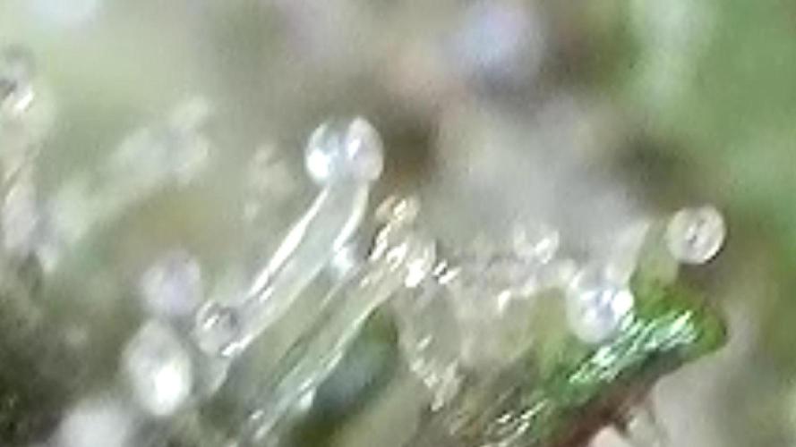 My First Auto. Week 15