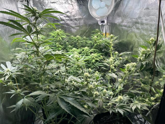 Big Hy-Pro buds for new years eve !. Week 5 - Welcome to the Hy-Pro jungle!