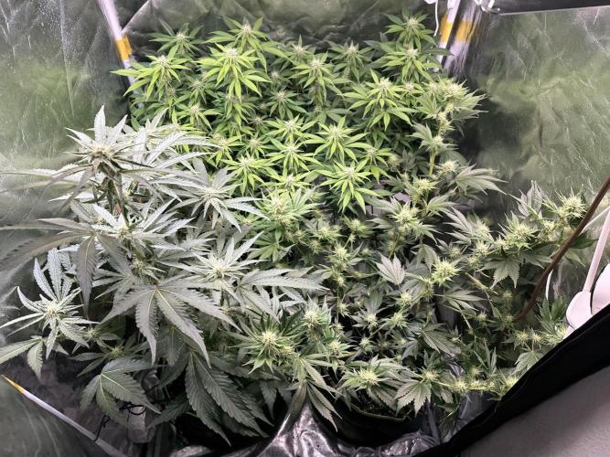 Big Hy-Pro buds for new years eve !. Week 5 - All three of them!