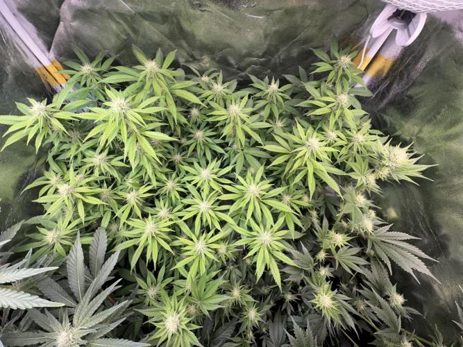 Big Hy-Pro buds for new years eve !. Week 5 - Jack Herer