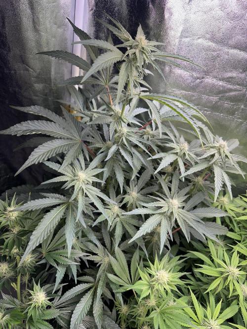 Big Hy-Pro buds for new years eve !. Week 5 - Mimosa EVO