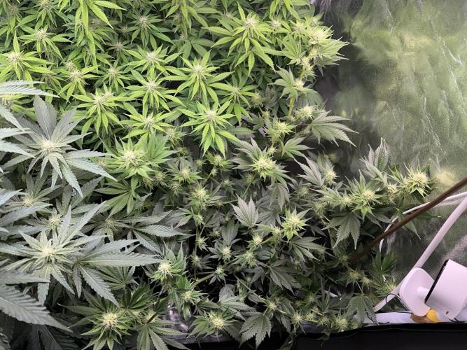 Big Hy-Pro buds for new years eve !. Week 5 - Blueberry
