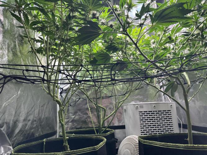 Big Hy-Pro buds for new years eve !. Week 5 - Naked 