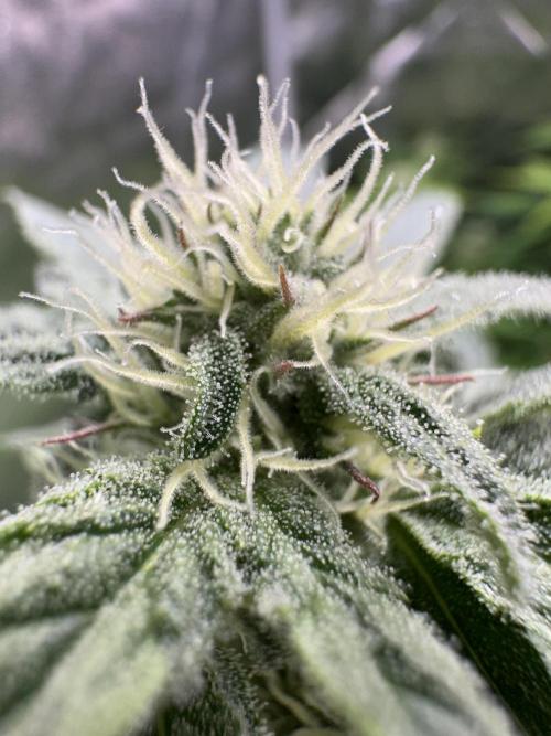 Big Hy-Pro buds for new years eve !. Week 5 - Mimosa EVO