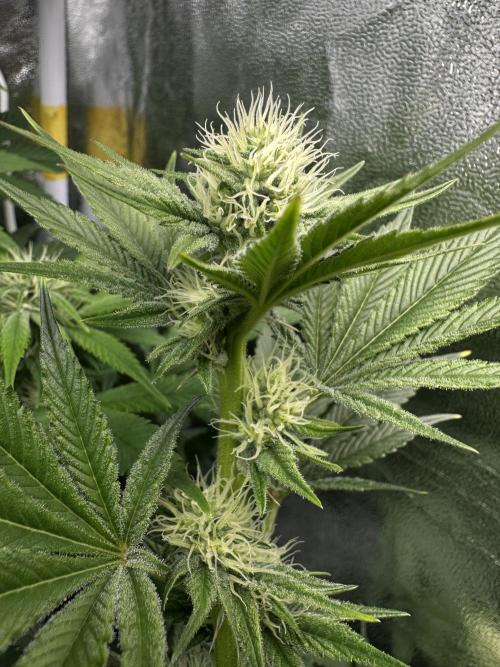 Big Hy-Pro buds for new years eve !. Week 5 - Blueberry