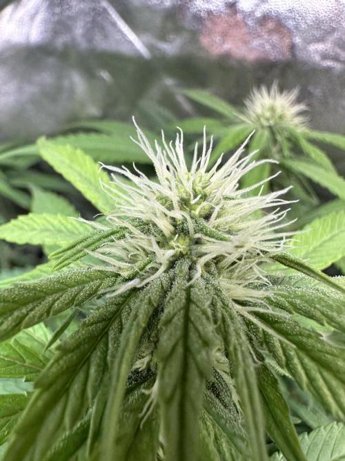 Big Hy-Pro buds for new years eve !. Week 5 - Jack Herer