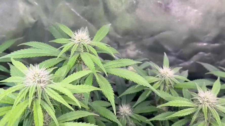 Big Hy-Pro buds for new years eve !