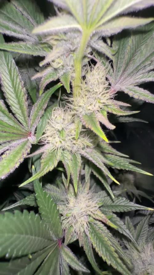 Big Hy-Pro buds for new years eve !