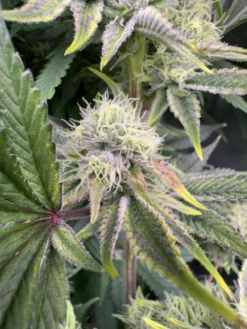 Big Hy-Pro buds for new years eve !. Week 7 - Blueberry 