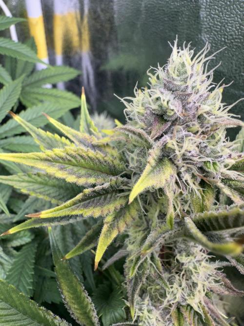 Big Hy-Pro buds for new years eve !. Week 7 - Blueberry