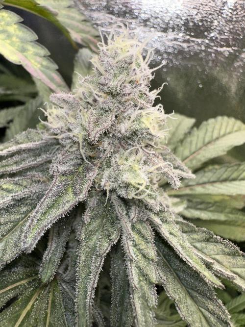 Big Hy-Pro buds for new years eve !. Week 7 - Mimosa EVO