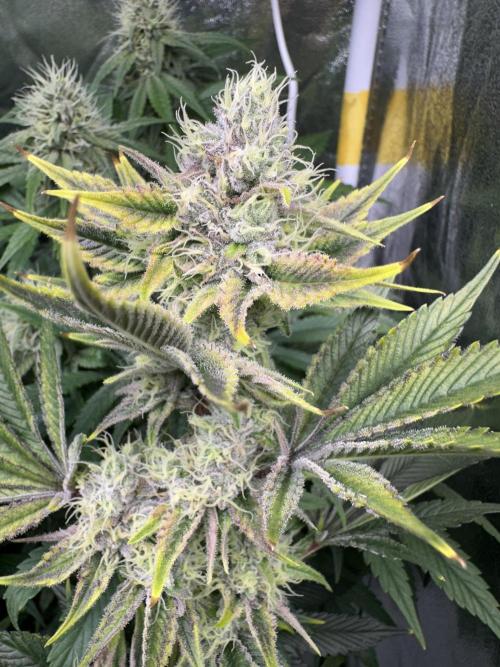 Big Hy-Pro buds for new years eve !. Week 7 - Blueberry